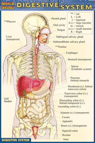 BarCharts Digestive System - Anatomy Charts Online | Teacher Supply Source