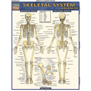 Barchart Skeletal System: Advanced Quick Study Guide :: Human Body