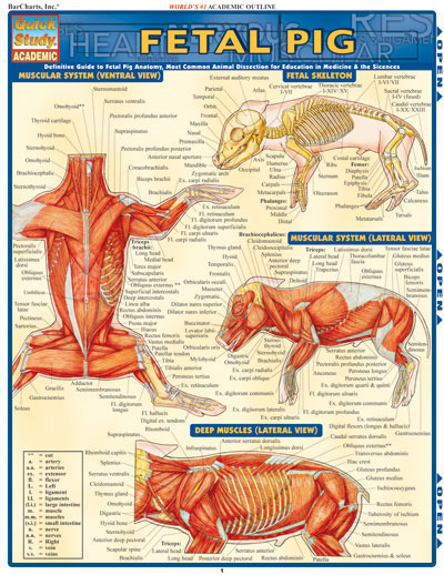BarCharts Fetal Pig Quick Study Guide - Anatomy Charts Online | Teacher