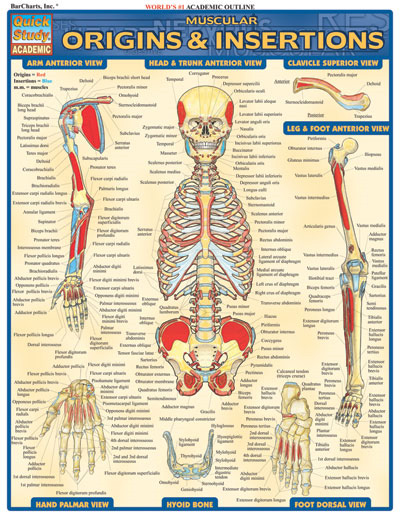 Barcharts Muscular Origins & Insertions Quick Study Guide - Anatomy Charts Online | Teacher ...