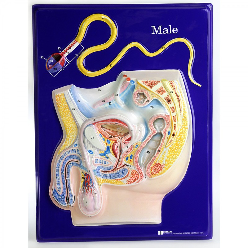 Male Reproductive Organs Model.